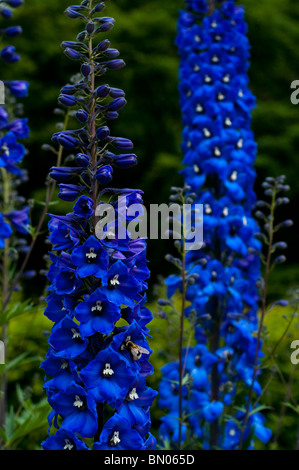 Delphiniums bleu profond en fleurs à Painswick Rococo Garden dans les Cotswolds Banque D'Images