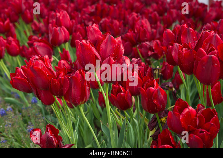 Tulip Time festival Hollande Michigan mi aux États-Unis US Un dossier de floraison Red Georgette Pictures images grande haute résolution horizontale haute résolution haute résolution haute résolution haute résolution Banque D'Images