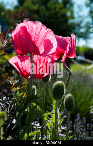 Papaver orientale 'Burning Heart', dans un jardin à montrer les frontières Birmingham Gardeners' World Live 2010 Banque D'Images