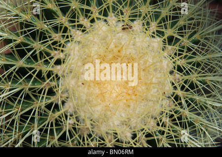 Gros plan extrême du Golden Barrel ou du Cactus Echinocactus grusonii succulent vu du dessus images au-dessus images horizontales aux États-Unis haute résolution Banque D'Images