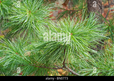 Le Coréen ou Manchrian pin (Pinus koraiensis) Banque D'Images