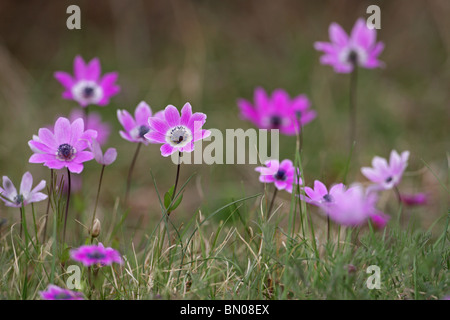 Wind flower, Anemone pavonina, ampoule de printemps fleur, protégée en Bulgarie, la Strandja Nature Park, Bulgarie Banque D'Images