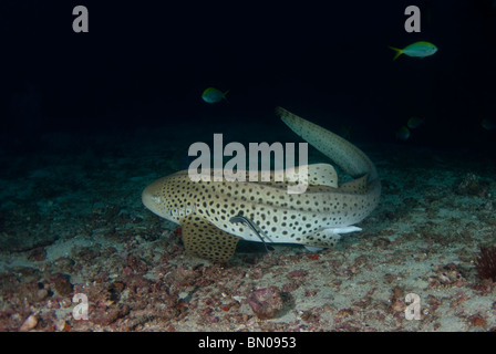 Stegastoma fasciatum requin léopard,, sur la mer, les îles Similan Banque D'Images