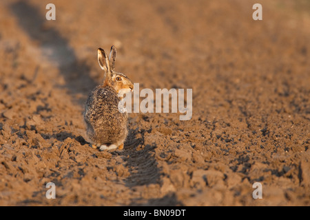 European Brown Hare (Lepus europaeus) assis dans une ornière sur un champ. Banque D'Images