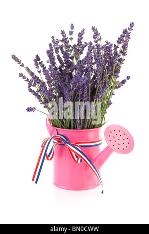 Arrosoir rose Bouquet de lavande pincées sur fond blanc Banque D'Images