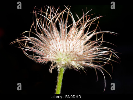 Pasque flower, pulsatilla, allumé avant avec fond noir Banque D'Images