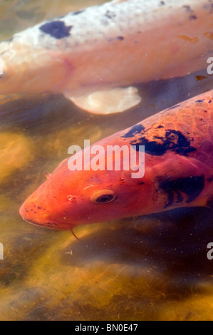 La carpe koï (Cyprinus carpio) dans l'étang de jardin japonais, Hasselt, Belgique Banque D'Images