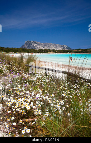 Plage de Spiaggia di Cala Brandinchi, Lu Impostu, Marina di Puntaldia, San Teodoro (OT), Sardaigne, Italie, Europe Banque D'Images