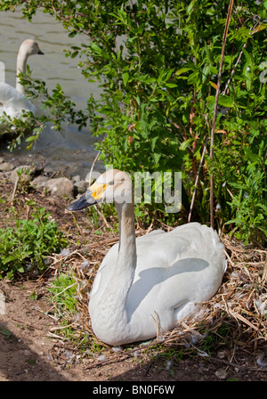Le cygne de Bewick (Cygnus columbianus bewickii), assis sur son nid Banque D'Images