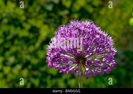 Blue alium capitule en Juin Banque D'Images