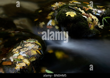 Close up de sentino River dans le parc national de Frasassi Banque D'Images