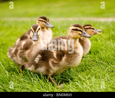 Quatre canetons sur l'herbe Banque D'Images