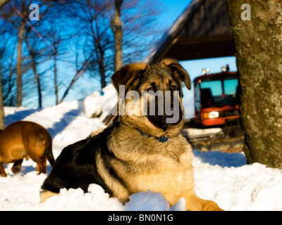 Curieux de vue le chien de montagne pendant une journée d'hiver. Banque D'Images