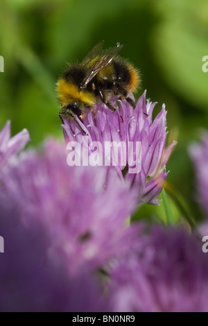 Bourdon sur Fleur de ciboulette Banque D'Images