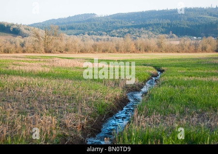 Un ruisseau d'eau étroit traverse une pelouse vert paysage. Banque D'Images