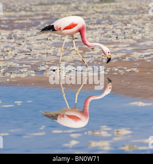 Flamant des Andes (Phoenicopterus andinus), Laguna Hedionda, Potosi, Bolivie Banque D'Images