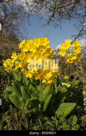 Coucou bleu, primevère, Primula veris, plante médicinale, Siniens kamani Nature Park, Bulgarie Banque D'Images