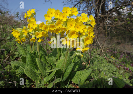 Coucou bleu, primevère, Primula veris, plante médicinale, Siniens kamani Nature Park, Bulgarie Banque D'Images