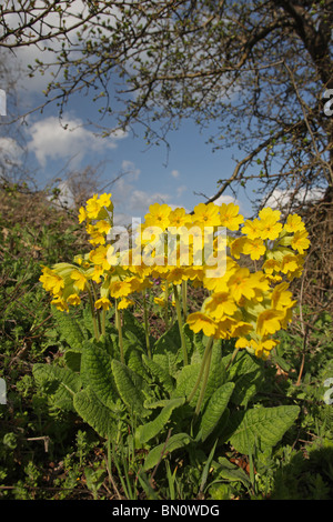 Coucou bleu, primevère, Primula veris, plante médicinale, Siniens kamani Nature Park, Bulgarie Banque D'Images