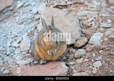 La Viscache des montagnes du Sud ou Viscache (Lagidium viscacia), Banque D'Images