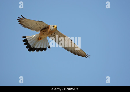 Faucon crécerellette, homme, Falko naumanni, Rötelfalke, Grèce Banque D'Images