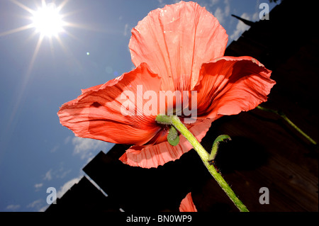 Un Pavot d'Orient a propos de fleur dans le jardin de l'été britannique Sussex Banque D'Images