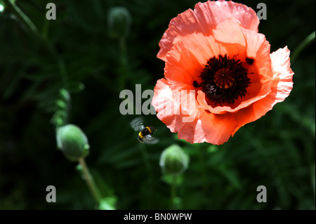 Un Pavot d'Orient a propos de fleur dans le jardin de l'été britannique Sussex Banque D'Images