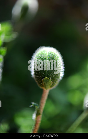 Un Pavot d'Orient a propos de fleur dans le jardin de l'été britannique Sussex Banque D'Images