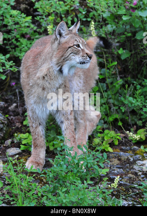 Lynx de Sibérie Banque D'Images