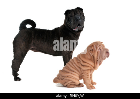 Deux chiens Shar-Pei - chiot et adulte Banque D'Images