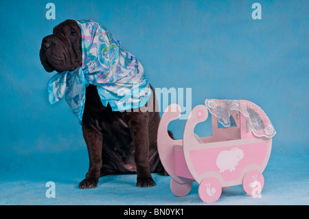 Shar-Pei chien noir et la protection de la garde d'un lit bébé Banque D'Images