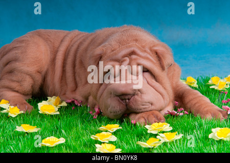 Shar-Pei chien dormir sur l'herbe avec des fleurs Banque D'Images