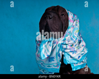 Shar-Pei noir en bleu Foulard Banque D'Images
