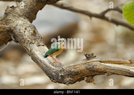 Pitta Pitta brachyura (indien) assis sur la branche d'un arbre dans le parc national de Ranthambore, en Inde Banque D'Images