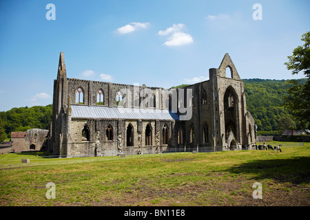 Abbaye de Tintern, South Wales, UK Banque D'Images