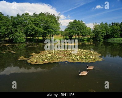 Des Oies en étang. Banque D'Images