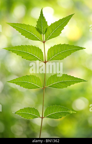 Les feuilles de neem Azadirachta indica Banque D'Images