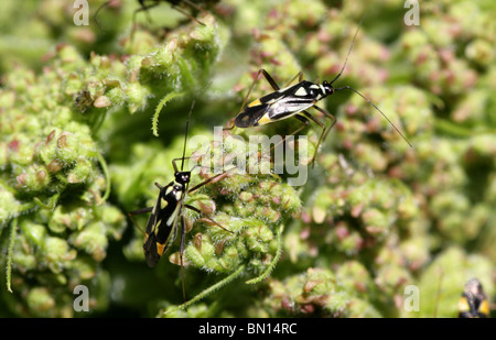 Ou capside, Grypocoris stysi Myrid Bug, Miridae, Heteroptera, Hémiptères. Aussi connu comme Calocoris stysi. Sur un groupe Flowerhead. Banque D'Images