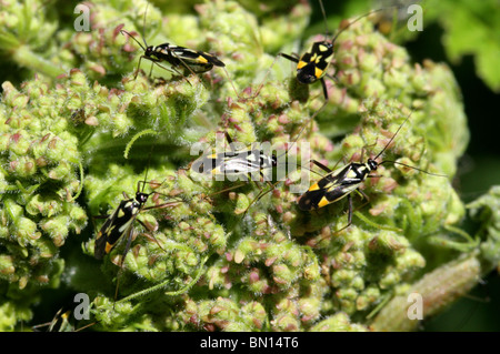 Ou capside, Grypocoris stysi Myrid Bug, Miridae, Heteroptera, Hémiptères. Aussi connu comme Calocoris stysi. Sur un groupe Flowerhead. Banque D'Images