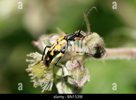 Le longicorne asiatique, Rutpela maculata maculata, Cerambycidae, syn Strangalia maculata, Leptura maculata. Banque D'Images