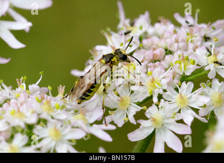 Tenthrèdes, Tenthredo sp. Tenthredo notha (probablement, arcuata ou brevicornis), Tenthredinidae, Hyménoptères. Se nourrir de Berce du Caucase Banque D'Images