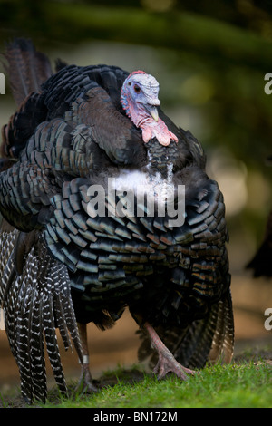 Le Dindon sauvage mâle - Meleagris gallopavo Banque D'Images