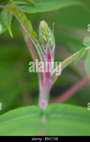 Rhus typhina Vinaigrier ou - Rhus hirta Banque D'Images