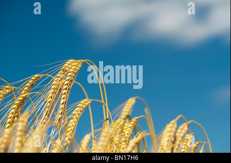 Hordeum vulgare. La maturation de la récolte d'orge dans un champs contre un ciel bleu Banque D'Images