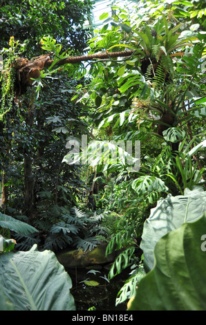 Jardin des Plantes, serre tropicale, Paris, France Banque D'Images