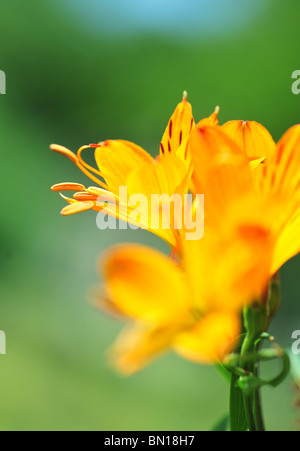 L'alstroemeria aurantiaca, communément appelé le lis péruviens ou lis des Incas Banque D'Images