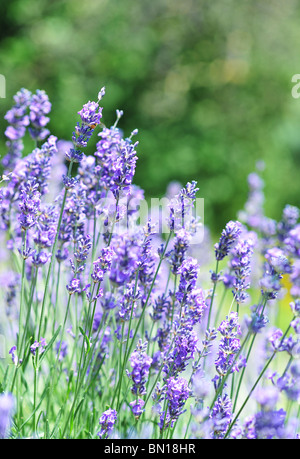 Lavandula angustifolia (lavandula spica ou Lavandula vera ; fréquent lavande, lavande vraie, Lavande Anglaise, ou officinalis) Banque D'Images