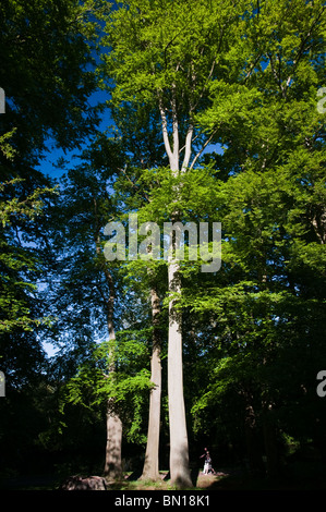 De grands arbres à côté d'un canal Banque D'Images