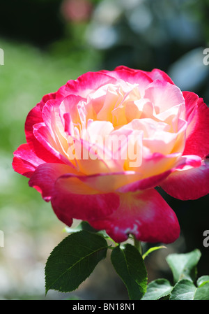 Rose "double Delight' Banque D'Images