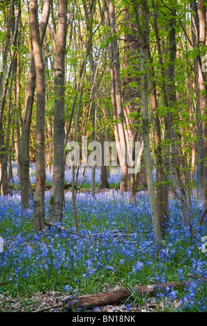 Dans Whippendell jacinthes des bois, Hertfordshire, Royaume-Uni Banque D'Images